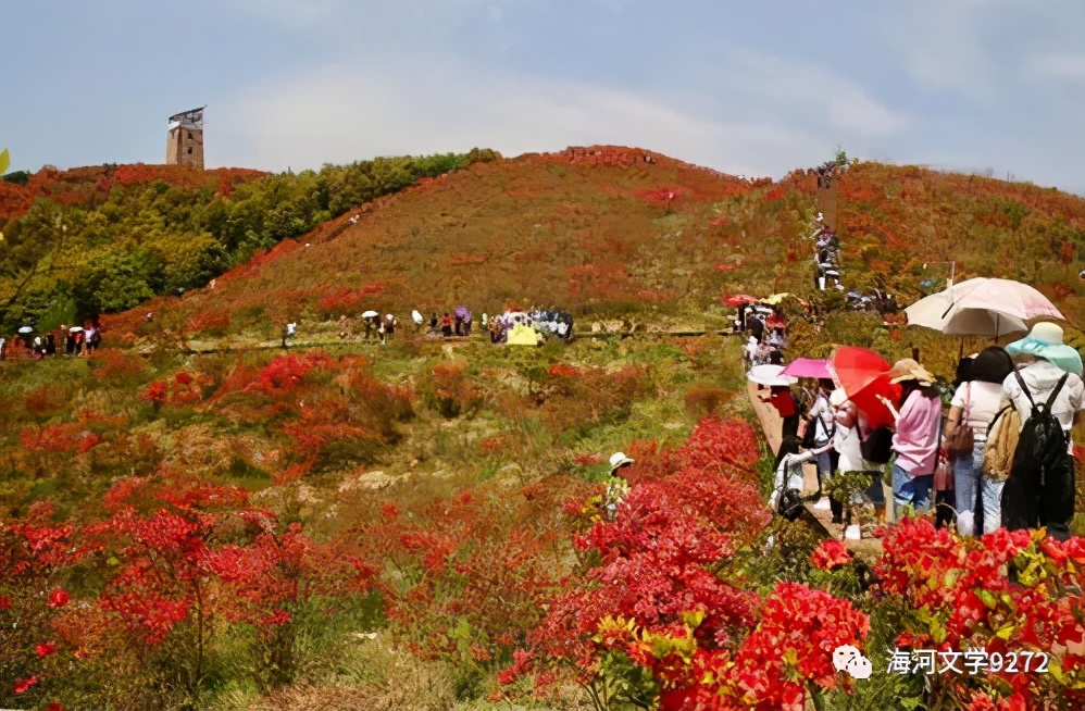 圣井山杜鹃花海,圣井山杜鹃花有多少亩