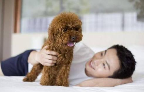 泰迪犬长寿,泰迪犬怎么养才能长寿