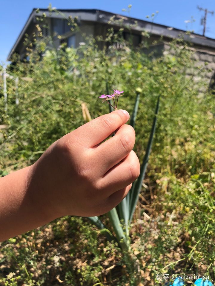 美国现在真实社会现状,美国社会真实的现状