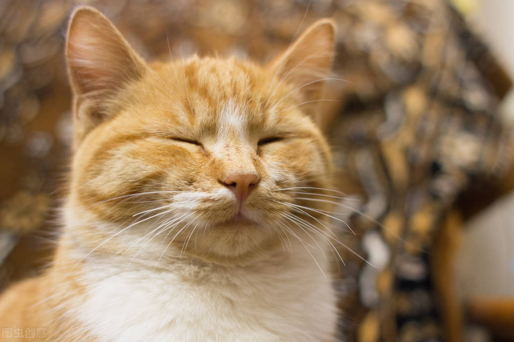 猫把寄生虫传染给人有什么症状,猫体内寄生虫会有哪些症状