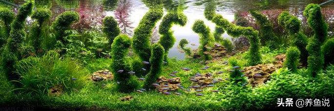 鱼缸抽水过滤器的正确使用方法,如何给鱼缸过滤鱼粪器