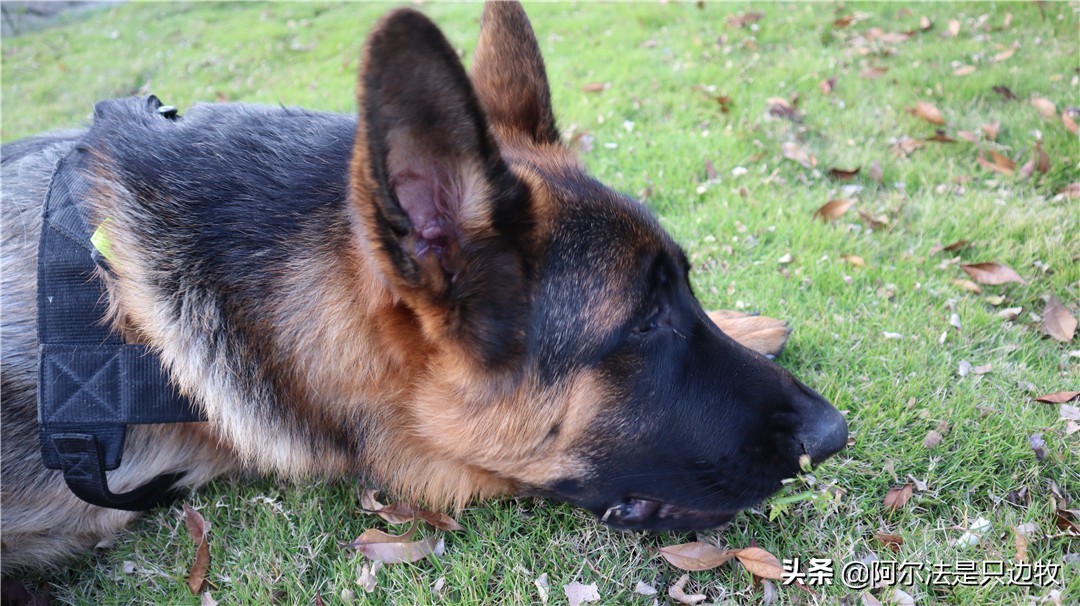 德牧讨人嫌,德牧为啥那么温顺