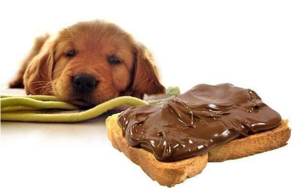 狗狗吃护肝宝起什么作用,狗狗调养肝脏的食物和水果有哪些