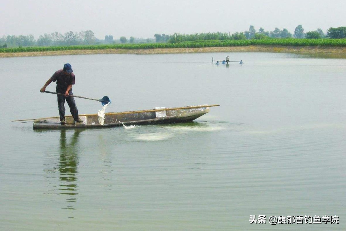 被撒化肥的黑坑怎么钓鱼？肥水黑坑怎么钓鱼？一招应对肥水黑坑