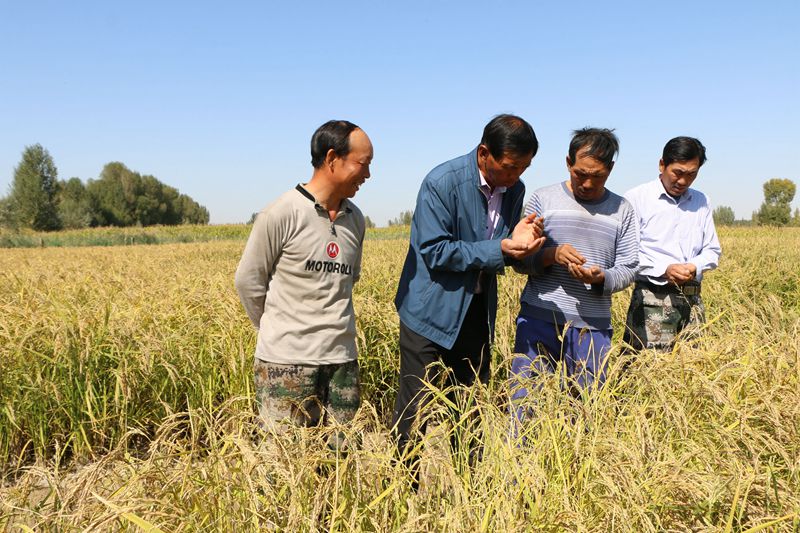 稻田养鱼有机循环农业示范,江川区发展稻田养鱼助力乡村振兴