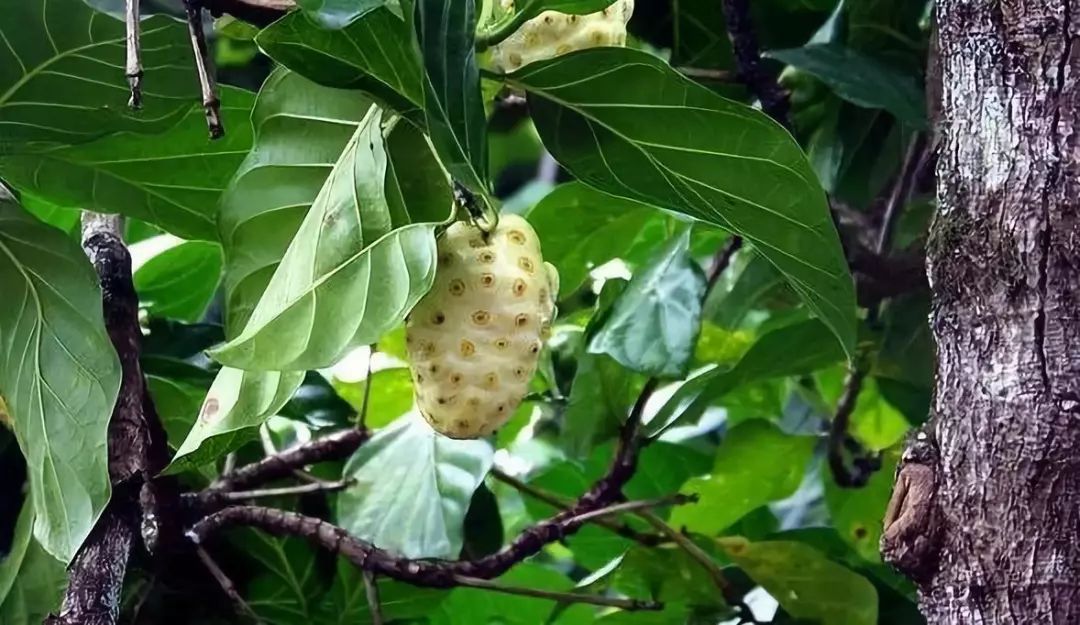诺丽果真有那么神奇吗,诺丽真的有那么神奇吗