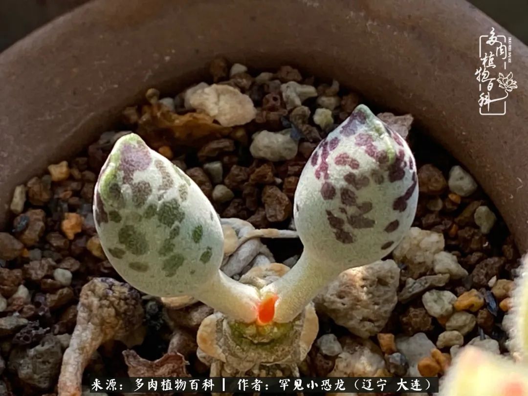 颗粒土除了种多肉还可以种什么,想养动物该怎么养