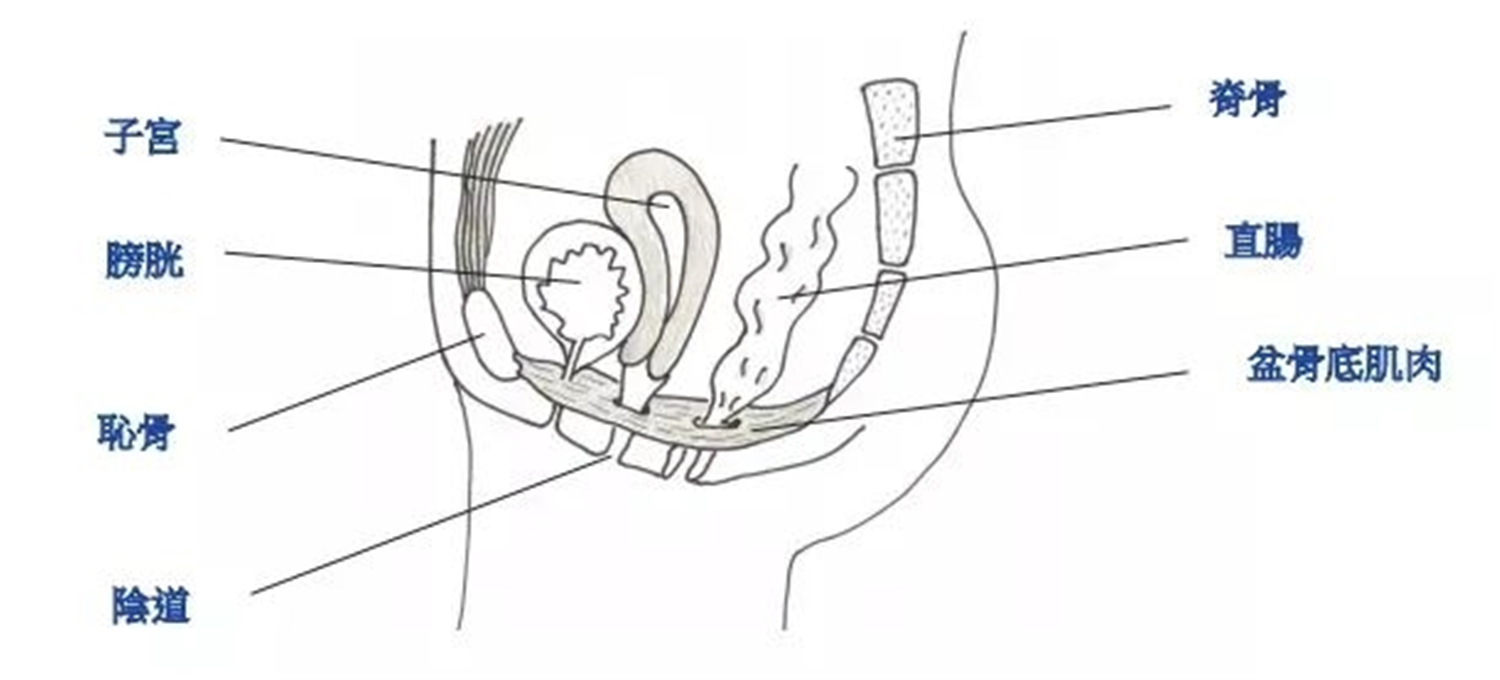 40岁高龄生产的李艾,产后完全没有漏尿困扰,她做对了什么