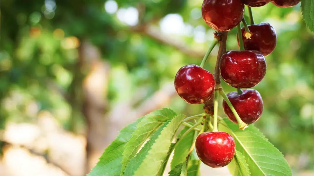 车厘子怎么在中国火起来的,车厘子在中国是怎么火的