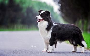 边牧吃什么狗粮比较好,边牧一天吃多少克狗粮