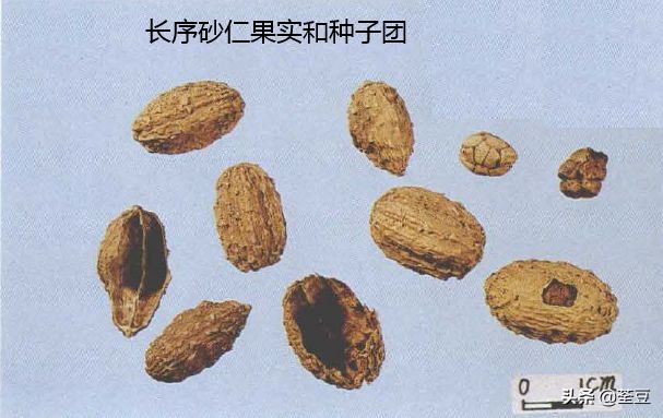 砂仁的好与坏的识别,如何辨别砂仁的真假