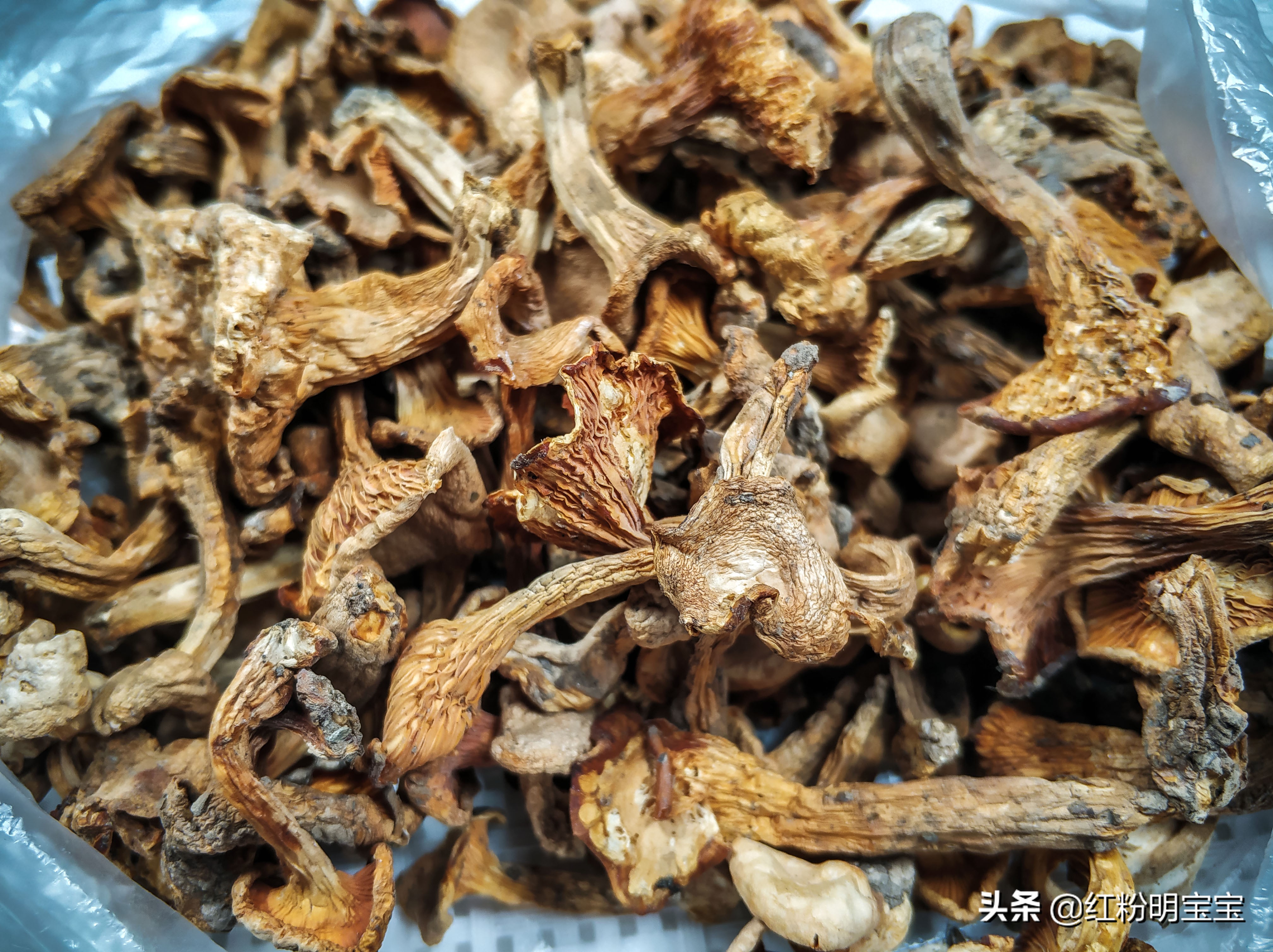 野生蘑菇，大山里的美味牛肝菌｜红菇，有钱也很难买得到