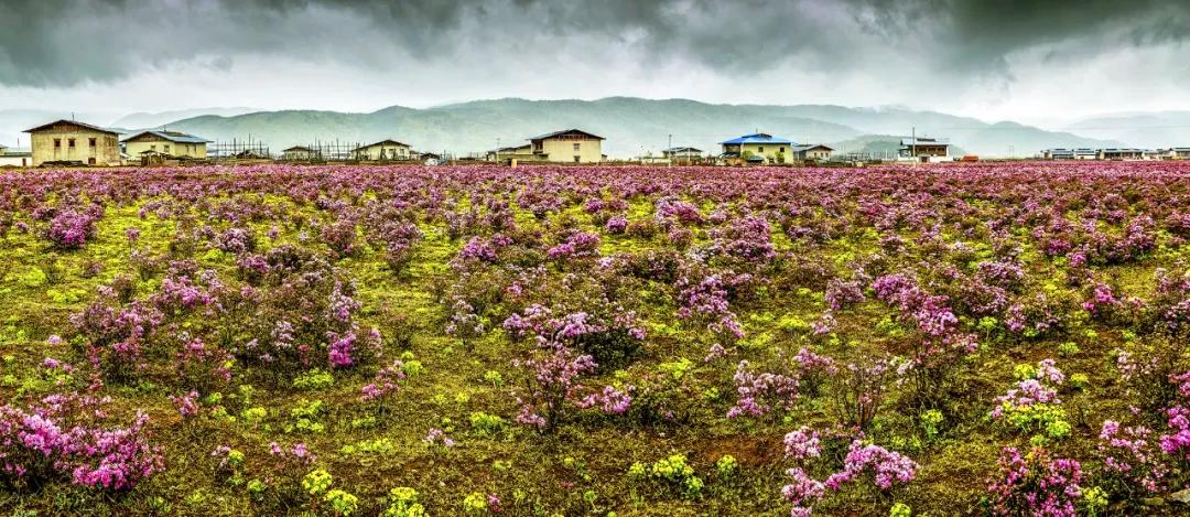 带你Get《司藤》同款神仙美景,春天的香格里拉这样玩