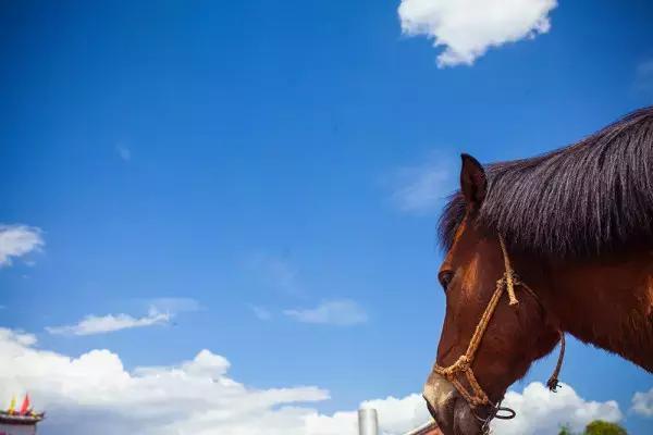 拉市海最快攻略,去拉市海应该怎么玩