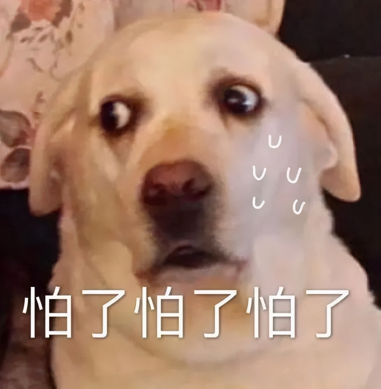 为什么狗的舌头那么长,狗的舌头为啥会长毛