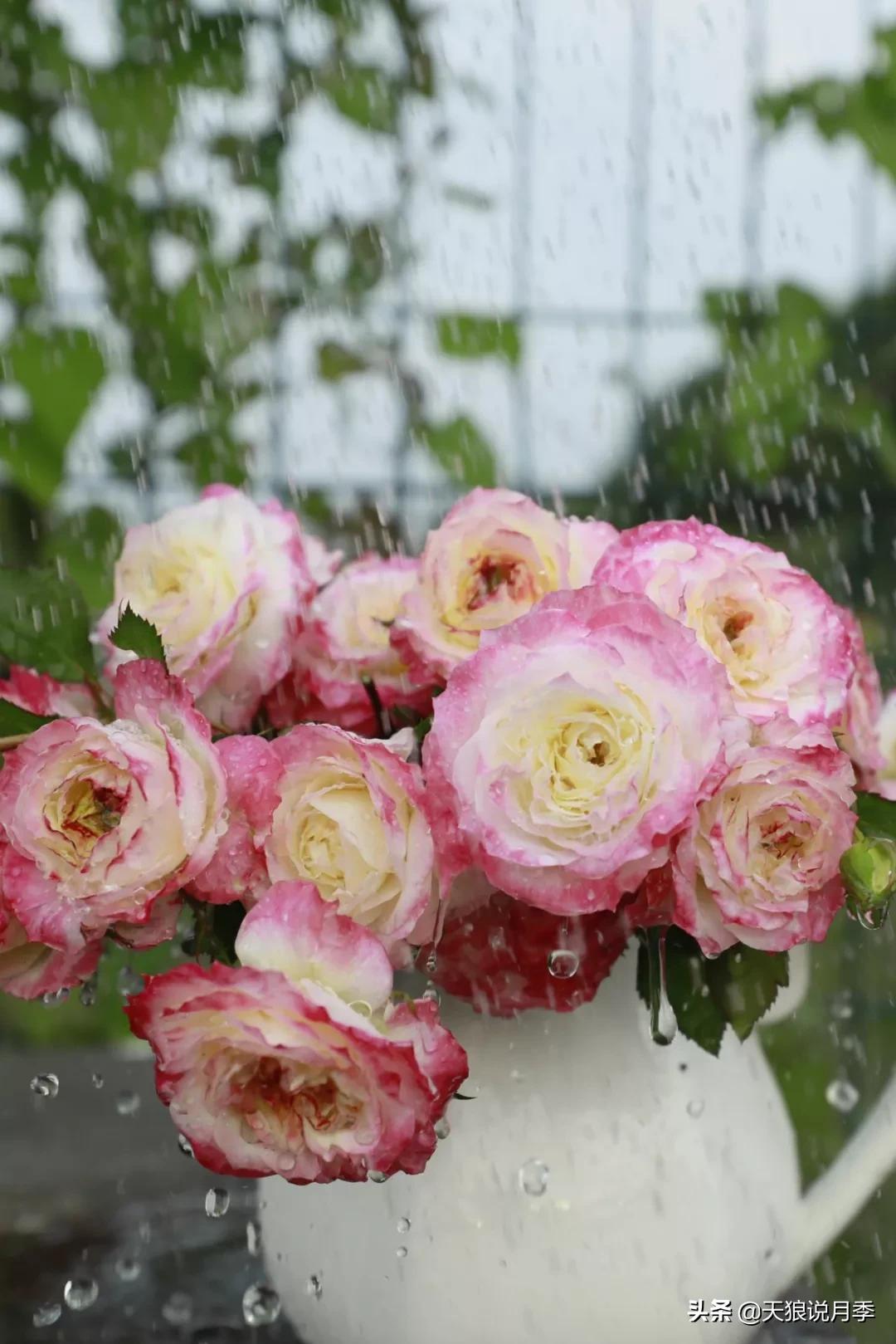 又一个十年,国产自育品种