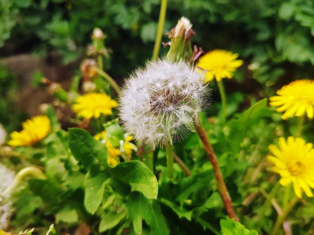 蒲公英用日语怎么说,蒲公英怎么说日语