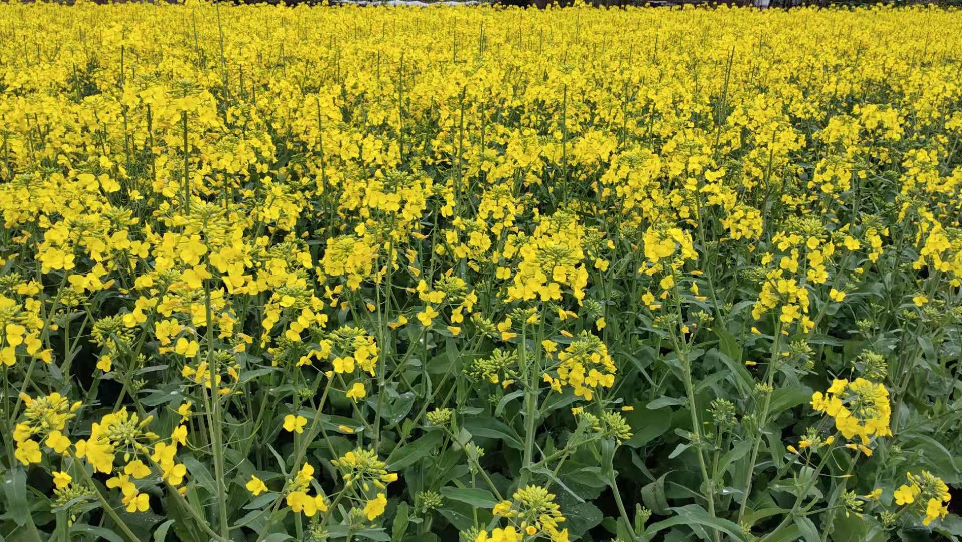 花开的声音作品,花开的声音儿歌