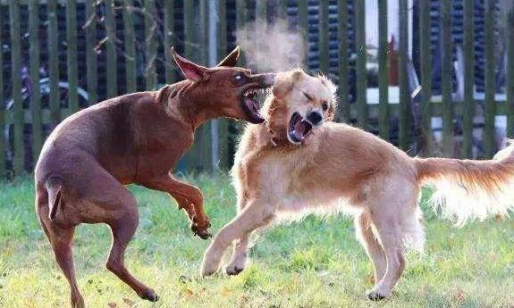 患狂犬病的狗狗有什么特征吗,患了狂犬病的狗有什么症状