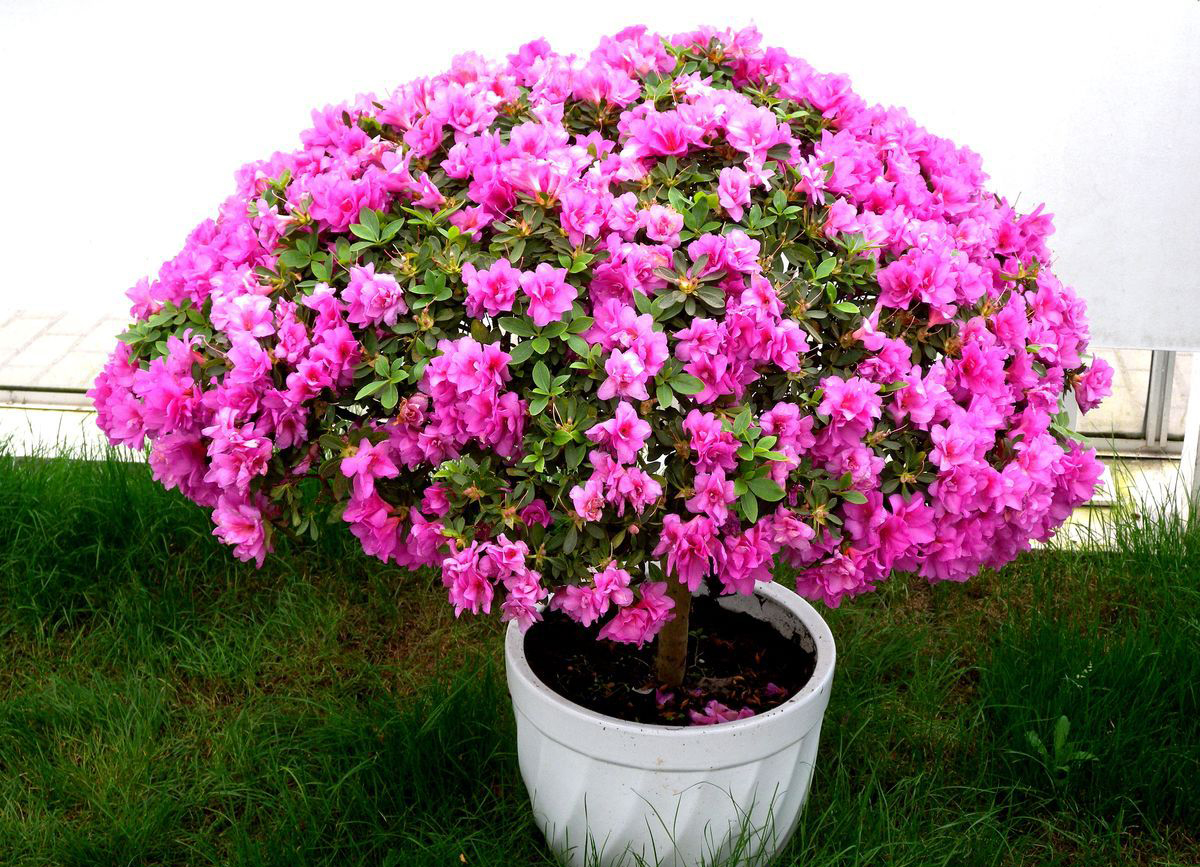 杜鹃长得不茂盛怎么办,杜鹃不开花怎么办教你一招