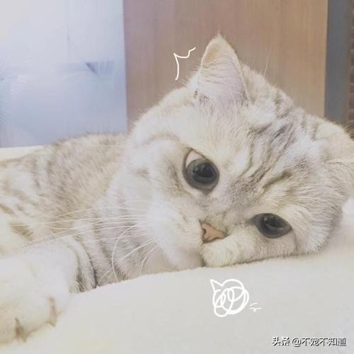 猫咪乱尿最快的在家解决办法,猫砂盆太脏了会导致猫咪乱尿吗