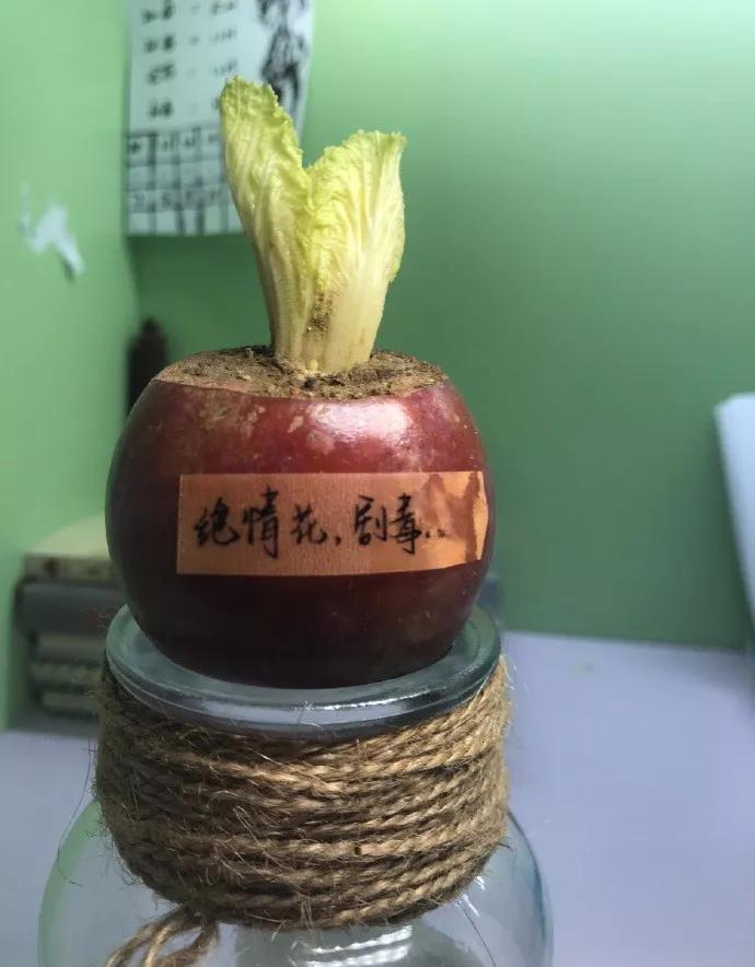 遇到蟑螂该怎么处理快速解决,捉到一只蟑螂怎么办