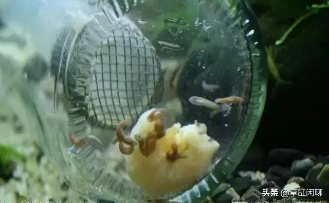 鱼缸小白虫的消灭方法,鱼缸里去除涡虫的最佳方法