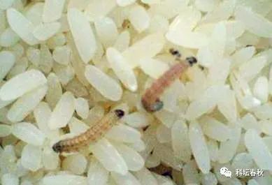 夏季为什么大米易生“米虫”，如何对付这种让人头皮发麻的小虫子