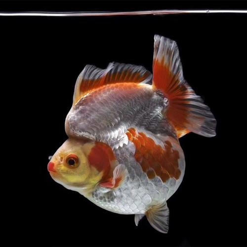 金鱼的起源与演化史,金鱼是怎么演化而来的