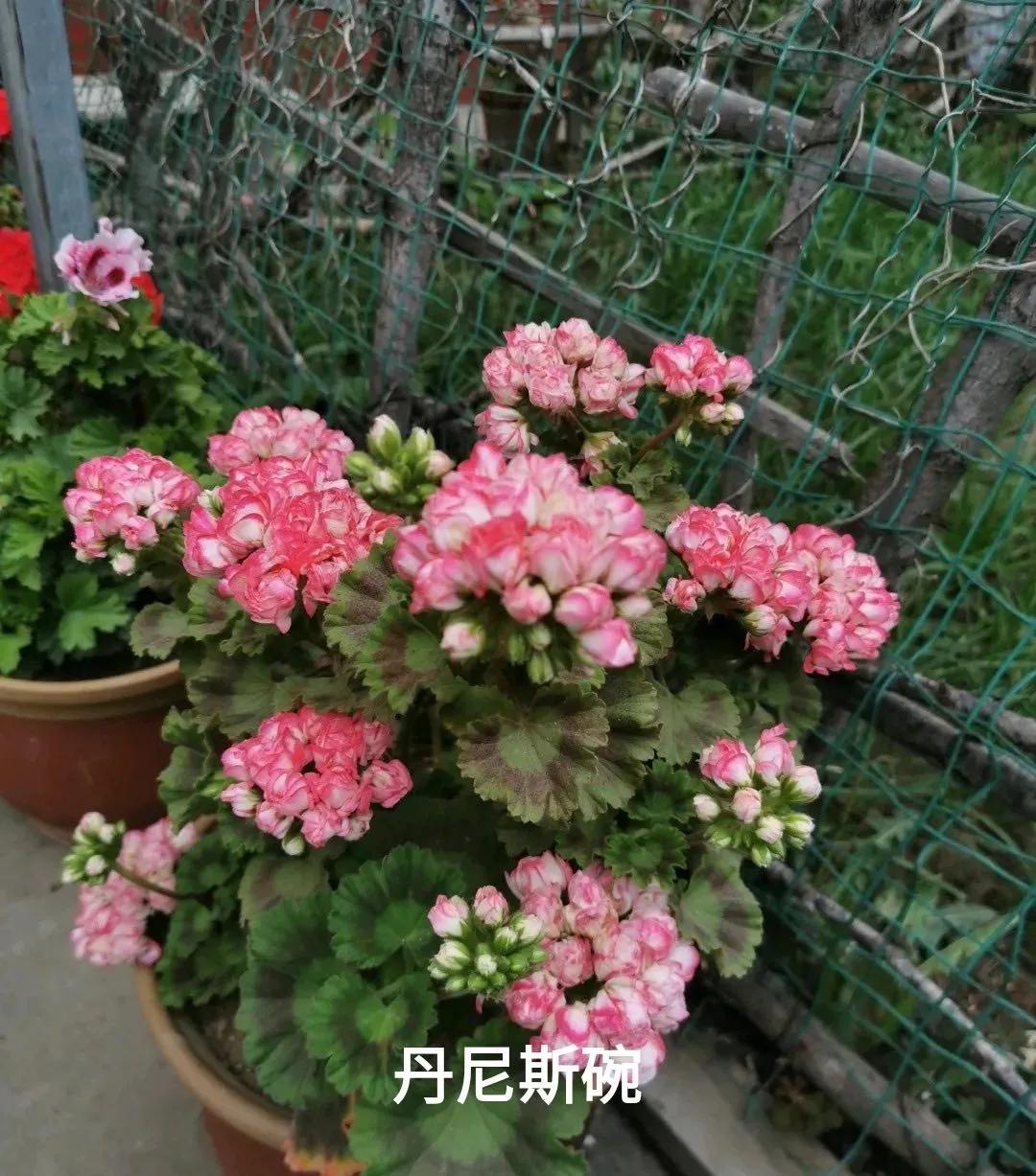 阳台天竺葵容易爆花品种,天竺葵最能开花的品种