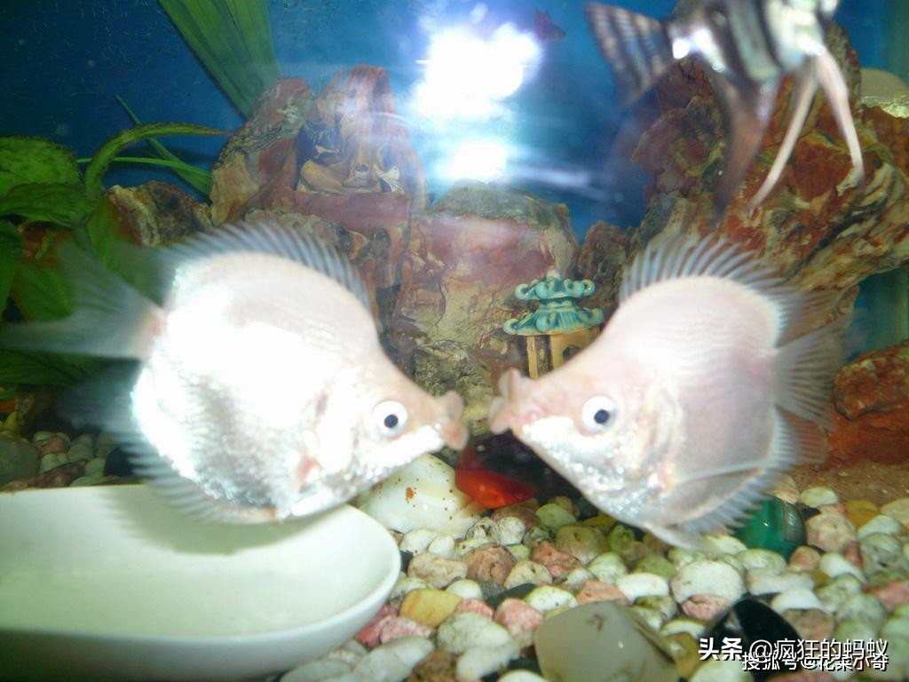 世界上最漂亮的5种鱼 (世界上10种最漂亮的鱼)