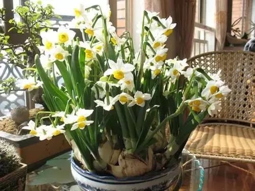 水仙花叶子发黄的原因和解决方法,水仙花全部黄怎么处理