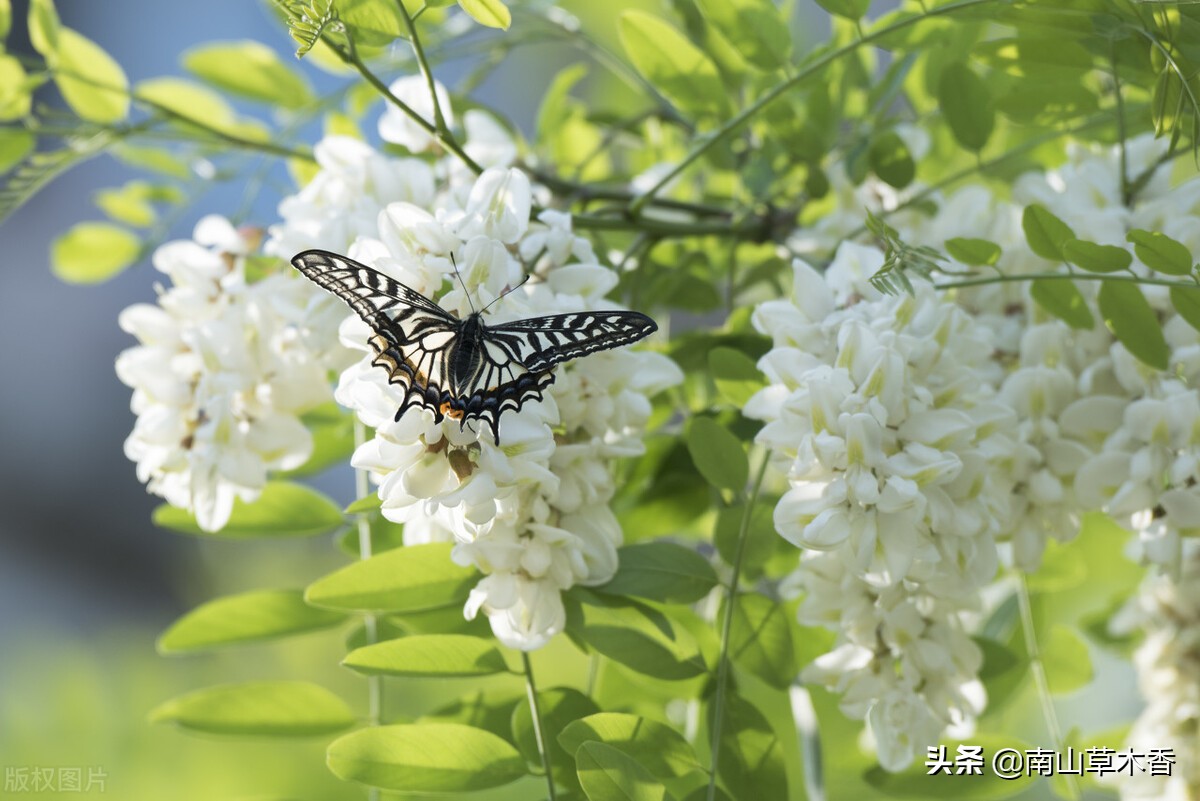 怀念槐花的散文,散文那一抹乡愁