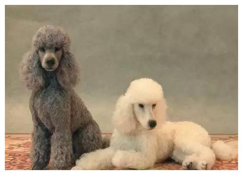 狗狗品种大全及介绍,狗狗品种大全带你走进狗狗的世界