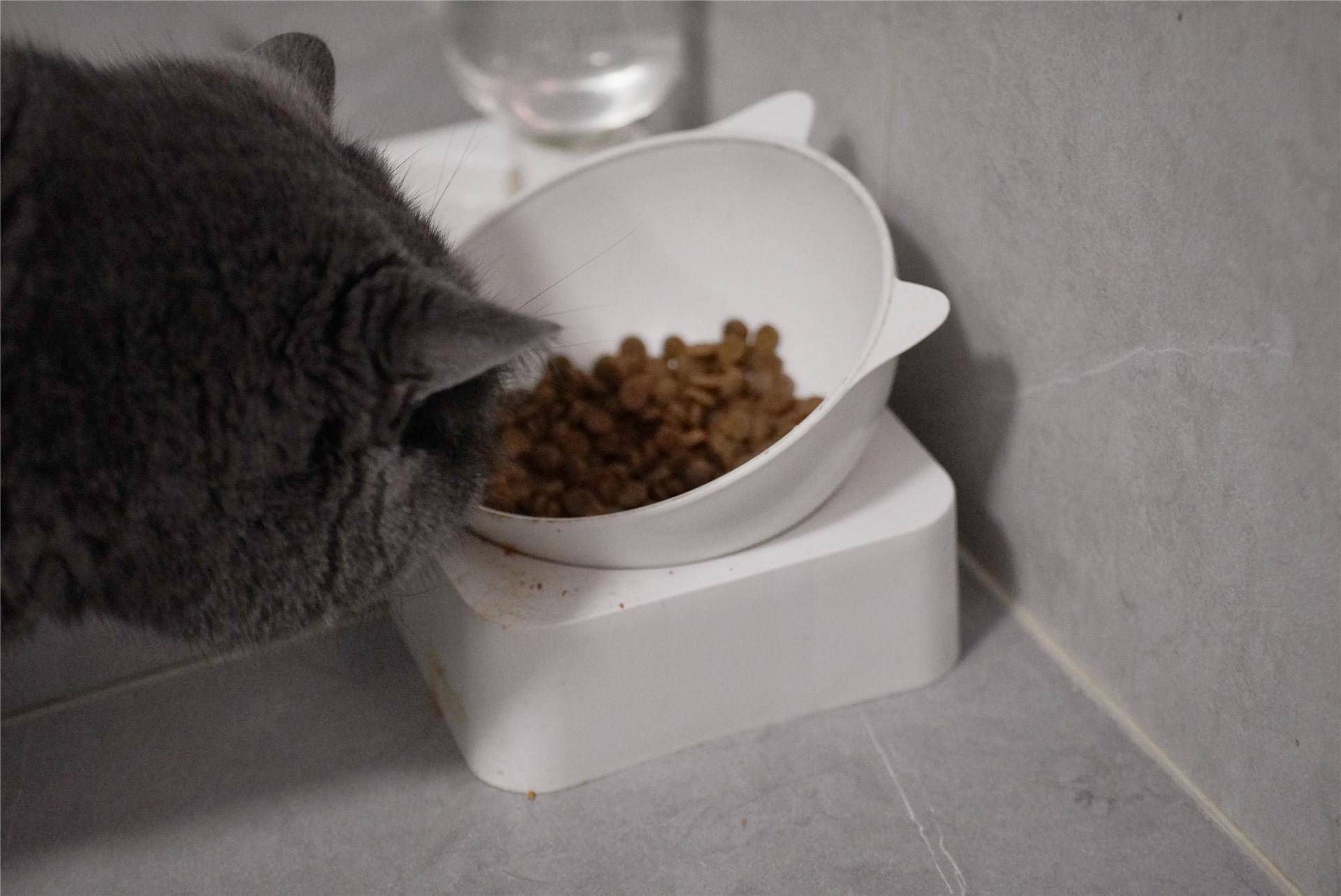 猫主子的猫砂怎么选,喵星人的食物有哪些