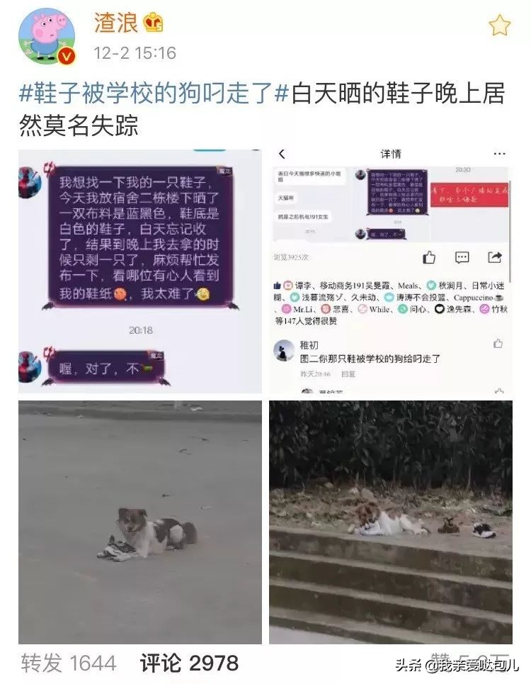 被全网通缉的狗,全网通缉的狗是谁