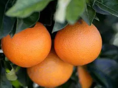 亩产值十万元的品种,亩收入10万元的农作物