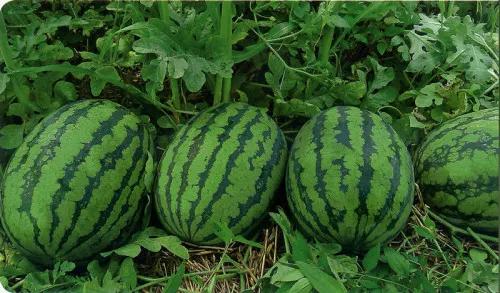 昌乐县各乡镇经济发展水平排名,潍坊昌乐县有哪几个乡镇