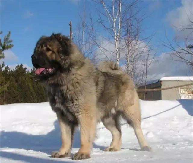 杀伤力最高的十大猛犬,战斗力最强的几种猛犬