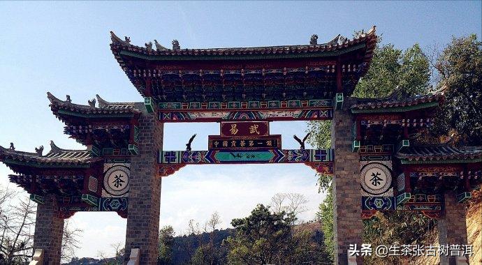 为什么老茶客喜欢易武,茶客钟爱易武普洱