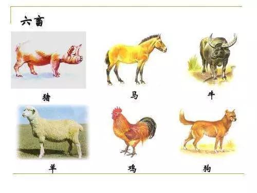 爱狗人士为什么不能让别人吃狗肉,狗肉对爱狗人的影响