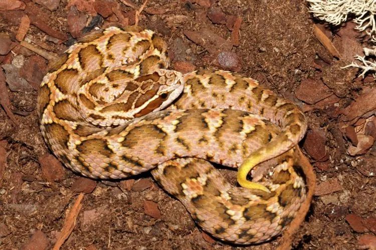 毒蛇的毒性分几种啊,毒蛇毒性排名榜