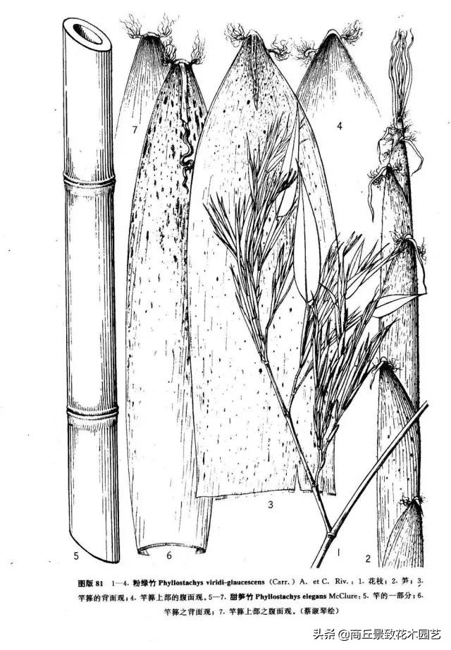 竹子大全,各种竹子大全