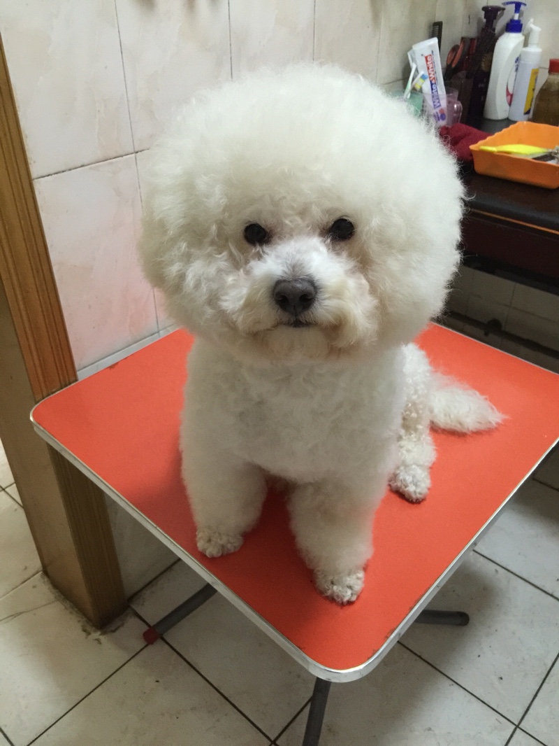 我家比熊吃什么狗粮才不会泪痕重,我家的比熊怎么什么都吃