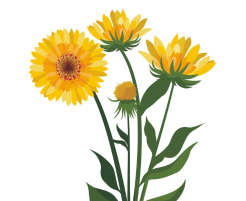 教师节适合送什么花,教师节适合送什么花给老师