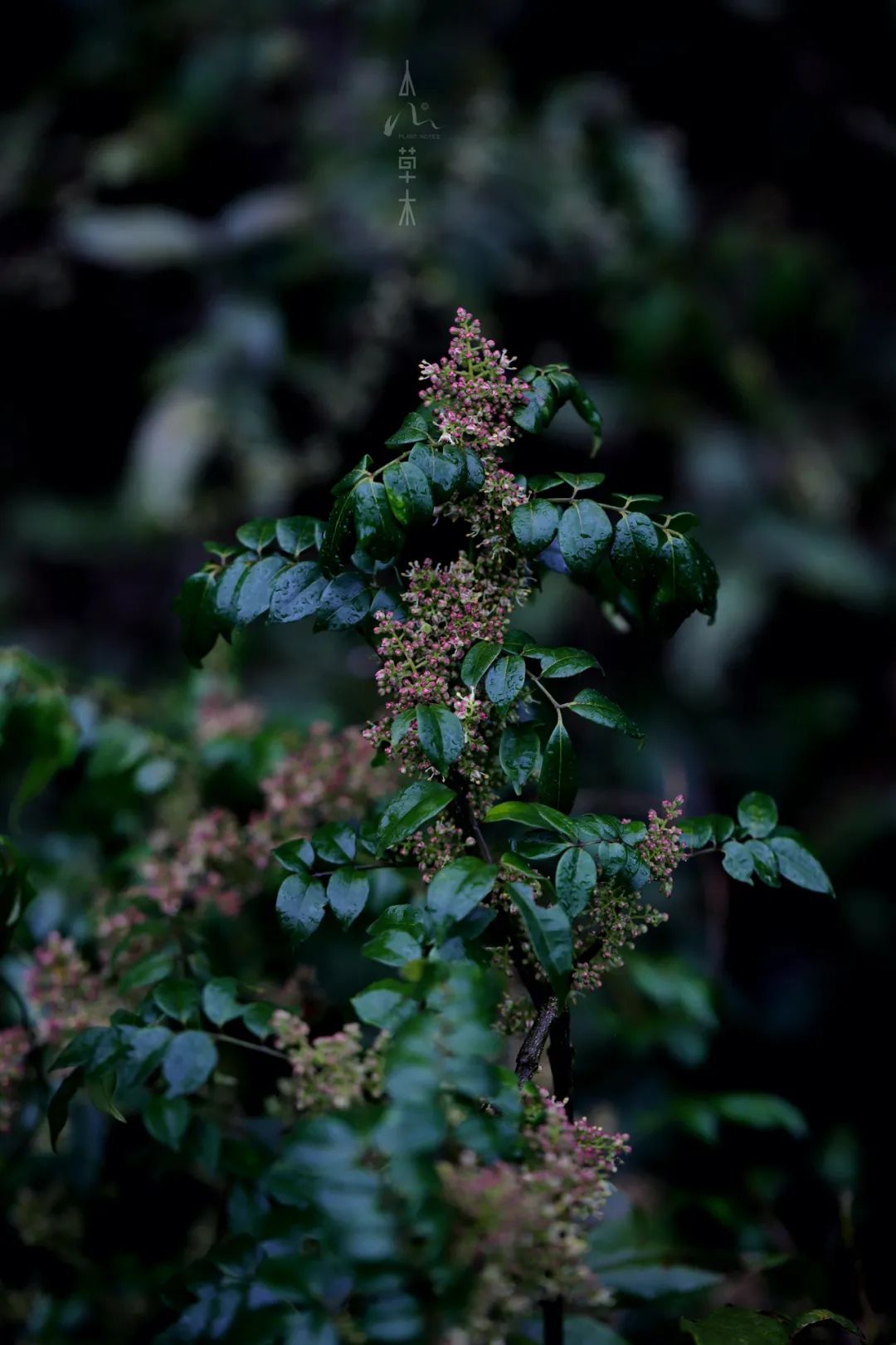 四明山龙观山,四明山国家森林公园樱花