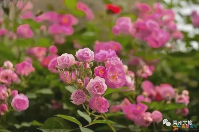 花满青州——初夏清浅微风起，蔷薇月季满城香