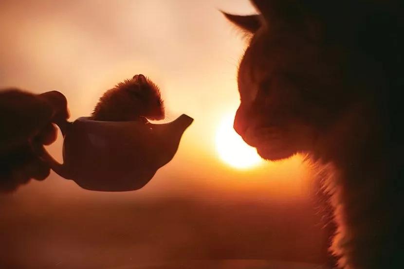 胡适生命的意义经典语录,胡适先生人生