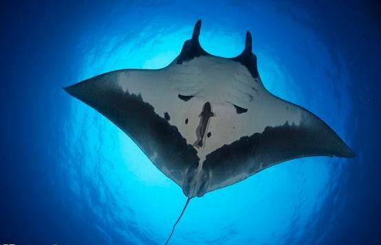 路亚鱼种类大全,长江鱼种类大全图片