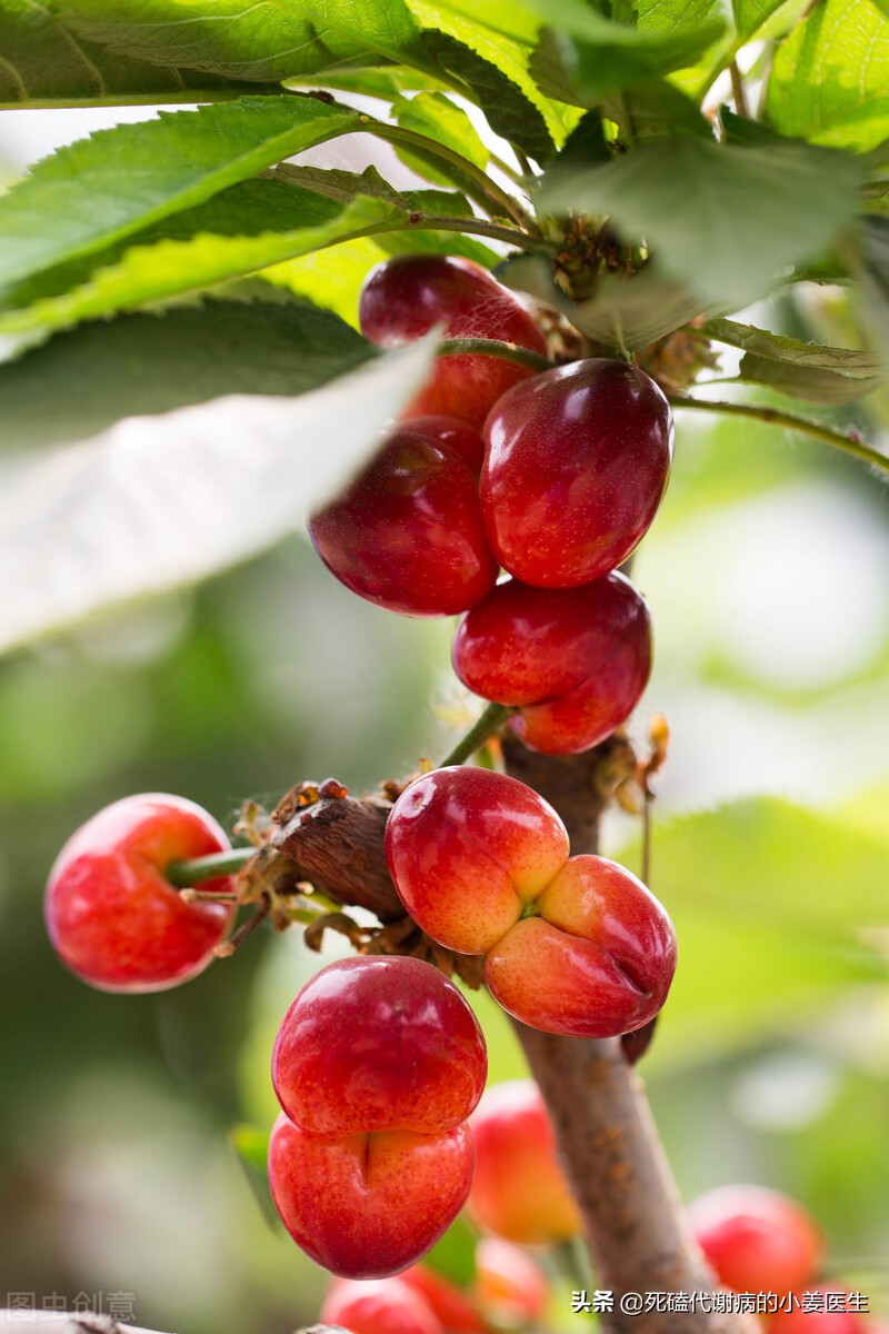 酸樱桃为什么可以降低尿酸,樱桃可以抑制尿酸形成么